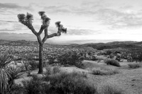 Joshua Tree in Black and White 1