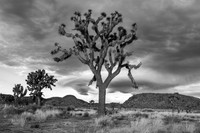Joshua Tree in Black and White 2