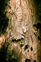 Wood Abstractions