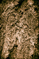 Texture Abstraction - Wood