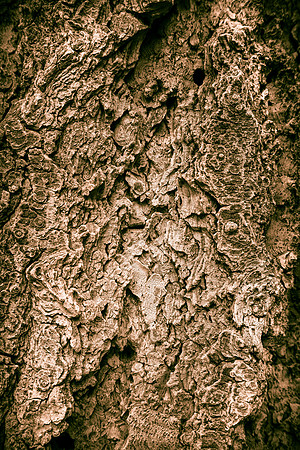 Texture Abstraction - Wood