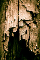Texture Abstraction - Wood