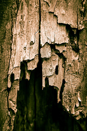 Texture Abstraction - Wood