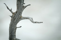 Tree at Yellowstone