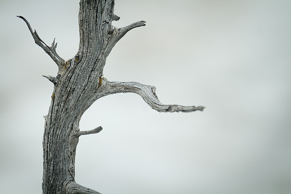 Tree at Yellowstone