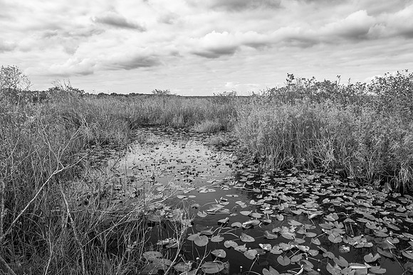Everglades