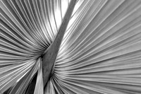 Palm