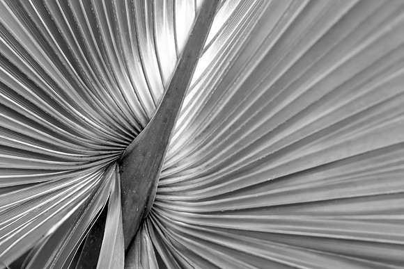 Palm