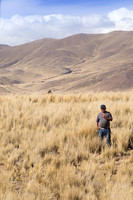 Peruvian Man in a Field