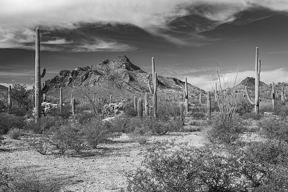 Saguaro National Park