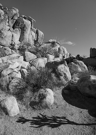 Joshua Tree Cholla Shadow