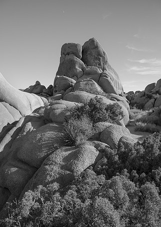 Joshua Tree 2022