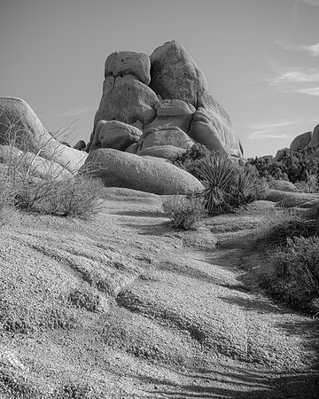 Joshua Tree 2022