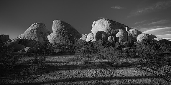 Joshua Tree 2022