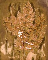 Lumen Prints