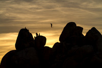 Slackline at Sunset
