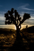 Joshua Tree at Sunset